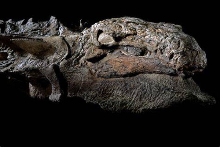Nodosaur Fossil