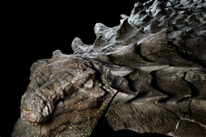 Nodosaur Stomach Fossil