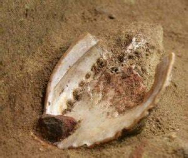 Ocher Shell And Grindstone