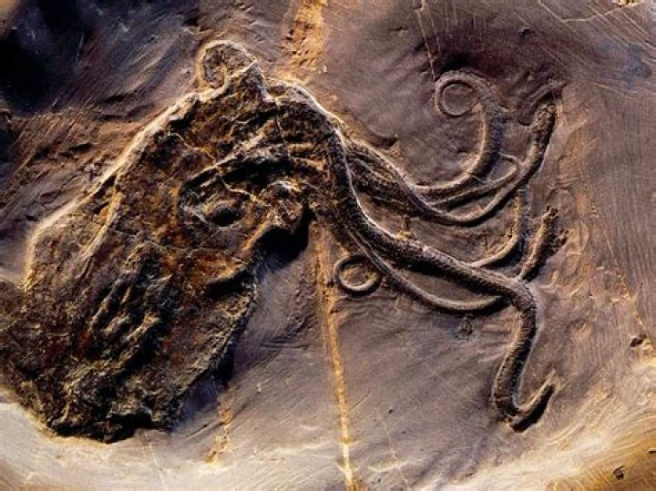 Octopus Fossil Figure
