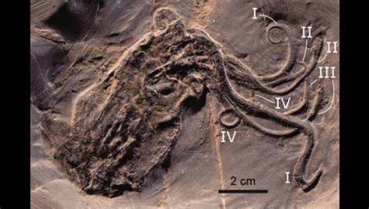 Octopus Fossil