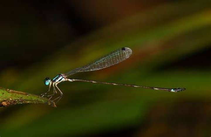 Odonata