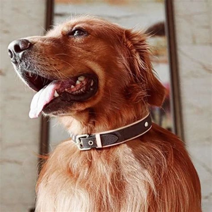 Old Dog Collars