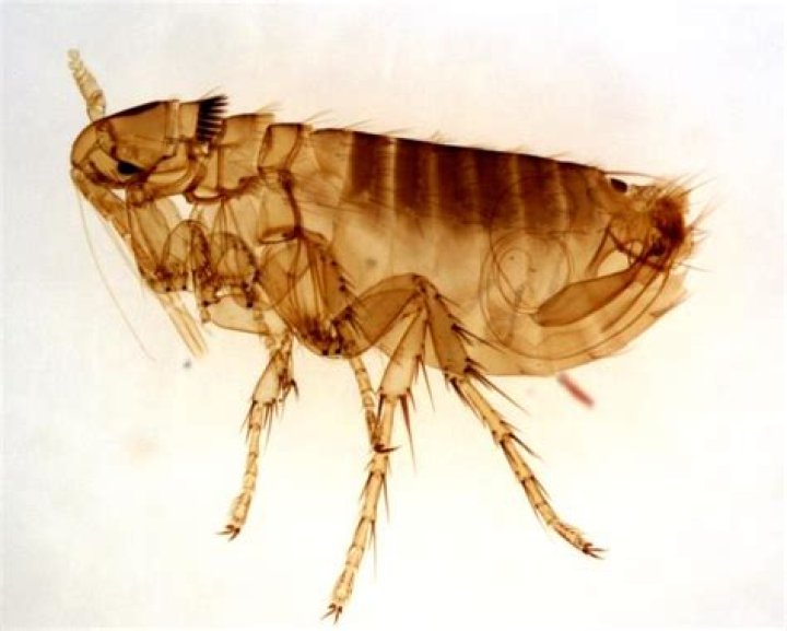 Oropsylla Montana Flea