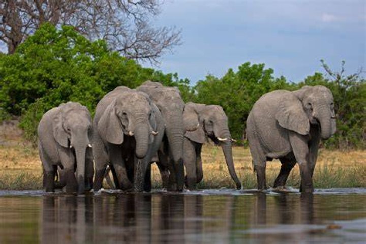 Poached Elephant In Botswana