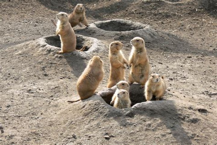 Prairie Dogs And Their Burrow Entrance