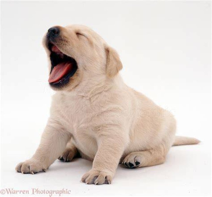 Puppy Yawning