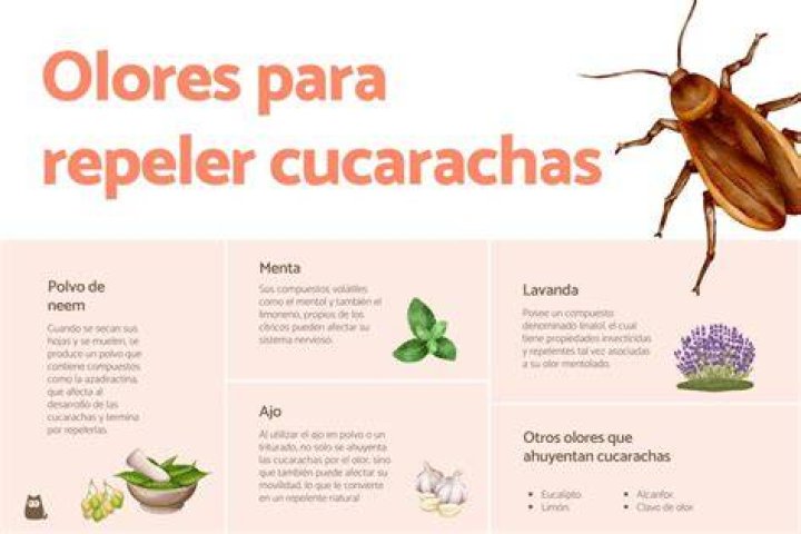 ¿Qué odian las cucarachas? – Celebrity.fm