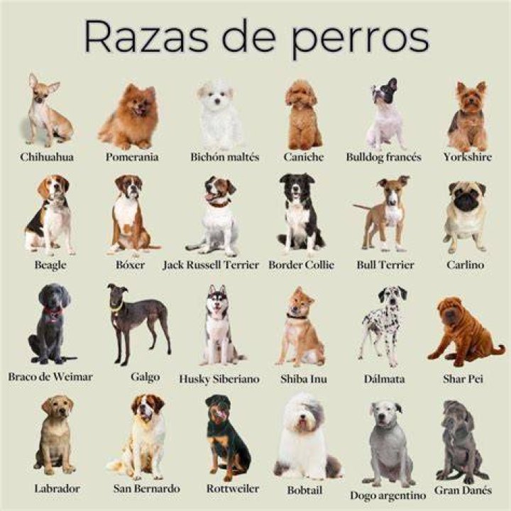 ¿Qué tipo de perro es SCUD? – Celebrity.fm