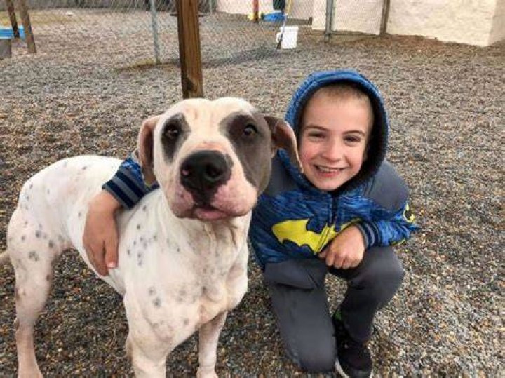 Roman McConn Licked By Dog
