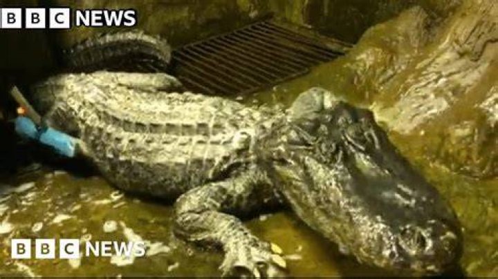 Saturn The Alligator Being Washed