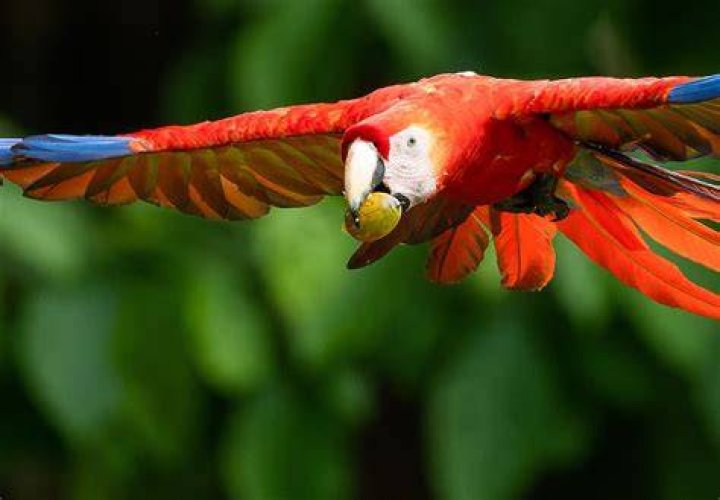 Scarlet Macaw