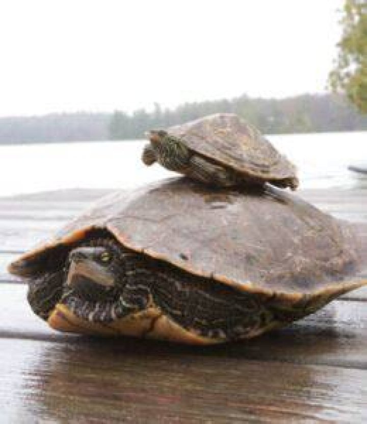 Scientists Create Sex Dolls For Turtles To Study Their Mating Behavior