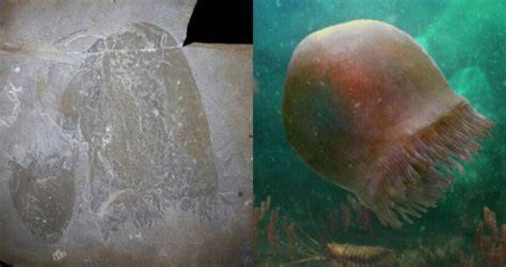 Scientists Identify 500-Million-Year-Old Jellyfish Fossils