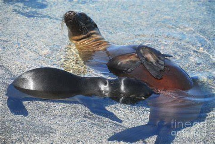 Sea Lion Nursing In New Zealand