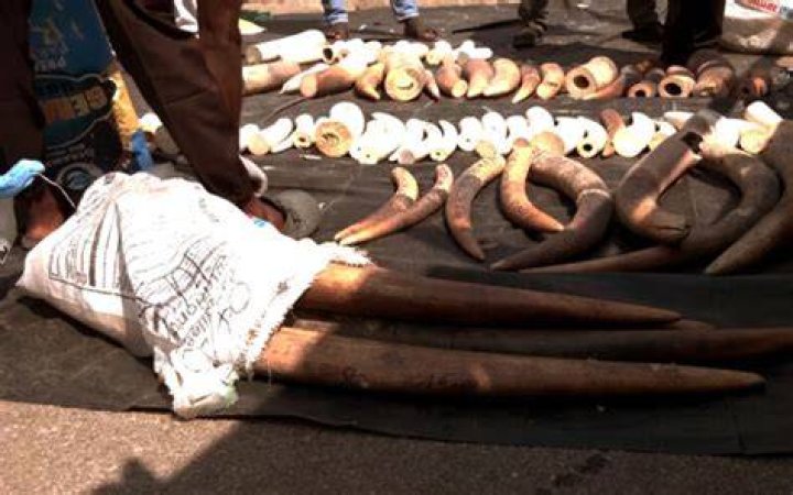 Seized Elephant Tusks