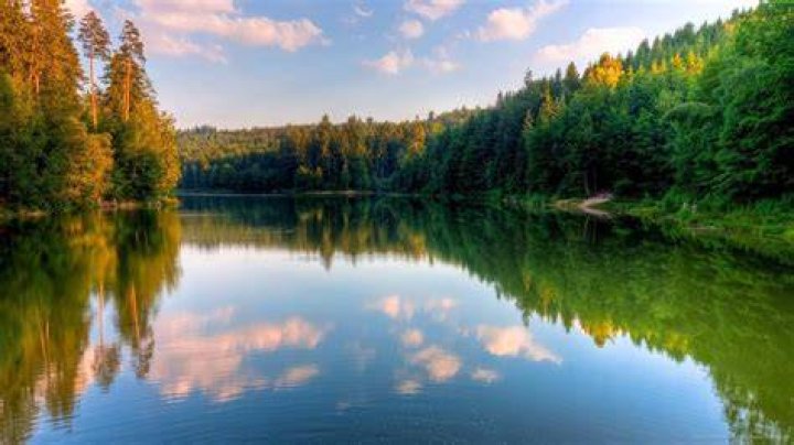 Serene Forest