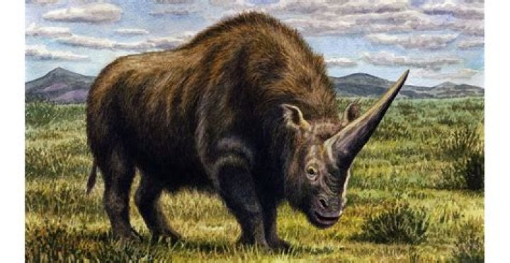Siberian Unicorn Drawing