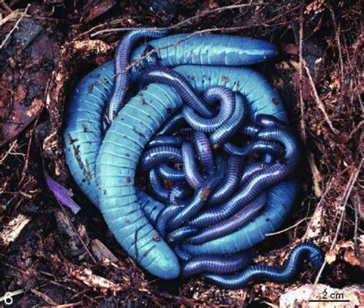 Siphonops Annulatus Female With Eggs