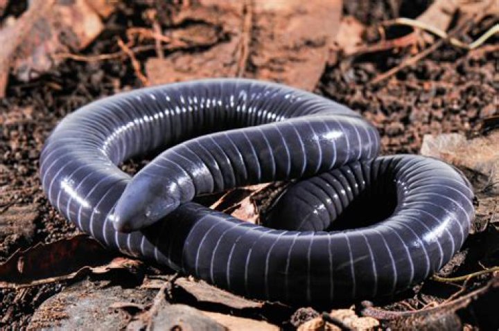 Siphonops Annulatus
