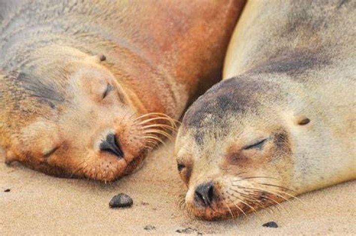Sleeping Sea Lions In New Zealand
