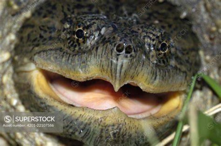 Snapping Turtle Open Mouth