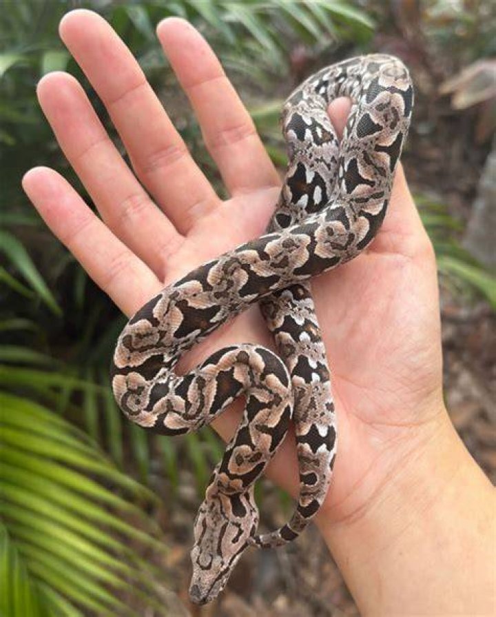 Speckled Band Python