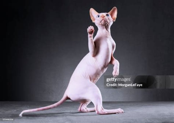 Sphynx Cat Standing