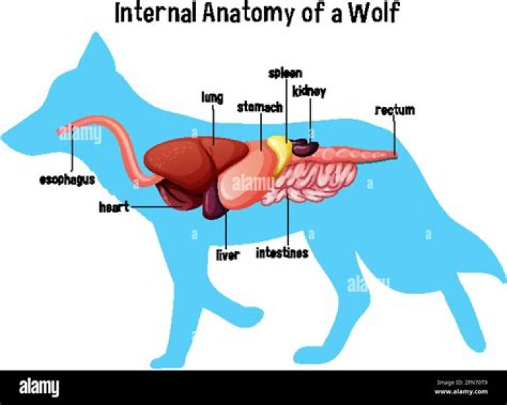 Stomach Wolf