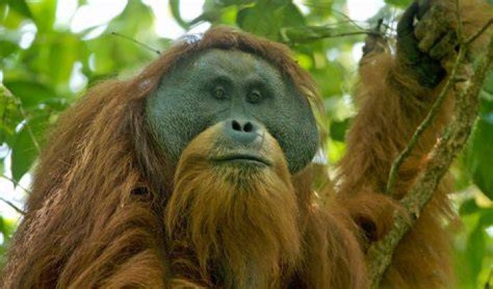 Tapanuli Orangutan