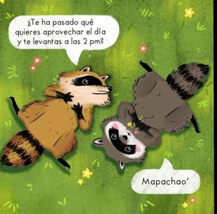 ¿Te atacará un mapache? – Celebrity.fm