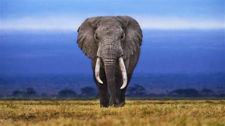 The Elephant's Foot