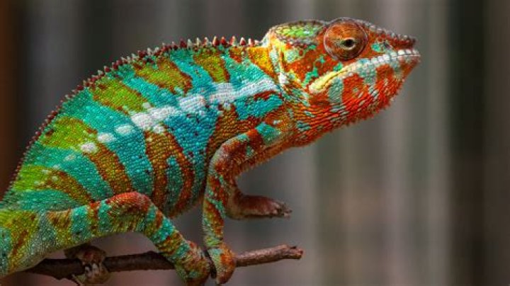 The Most Incredibly Colorful Animals