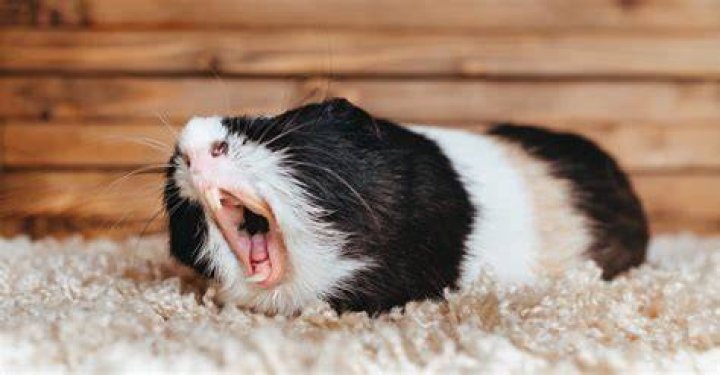 Tired Guinea Pig