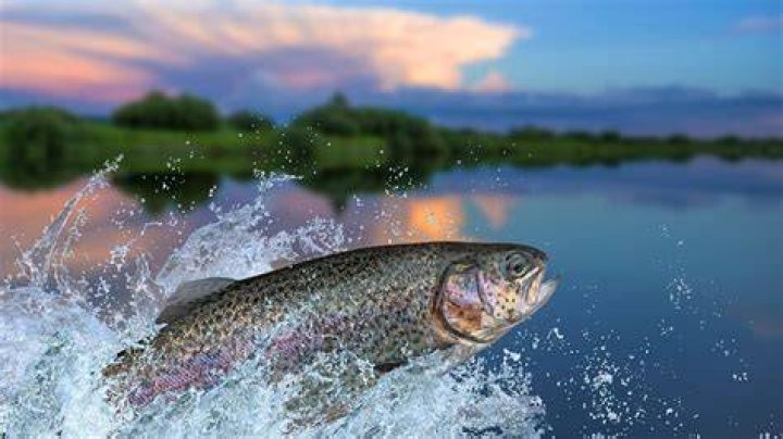 Trout Host