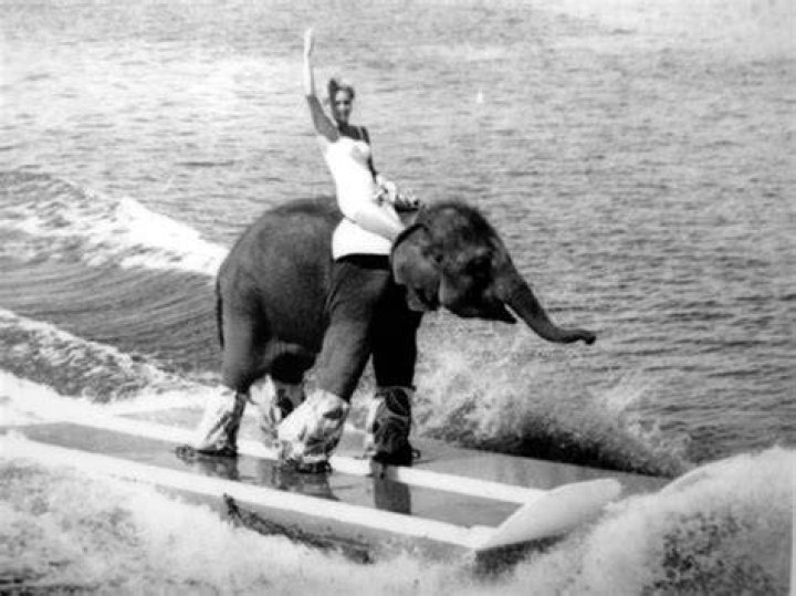 Water Skiing Elephant