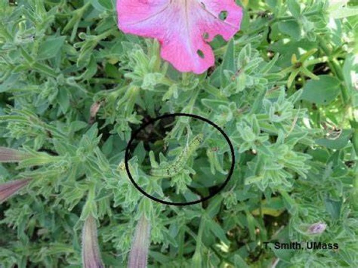 What is eating my petunia flowers at night