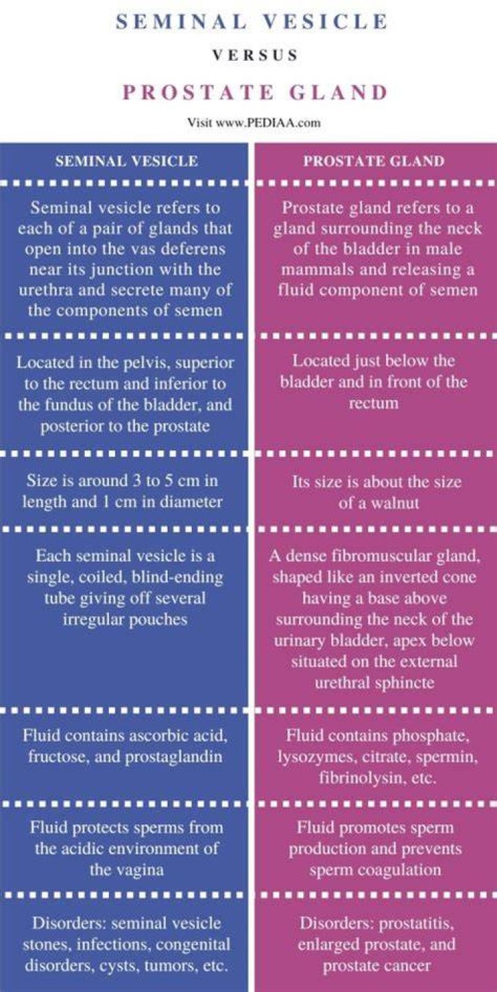 What is the Difference Between Seminal Vesicle and Prostate Gland