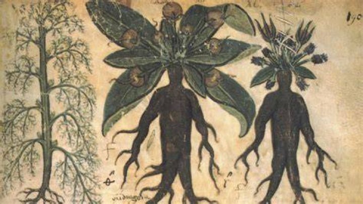 Why did Rachel want mandrakes?