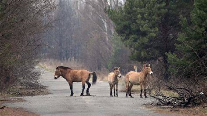 Wild Horses Of Chernobyl