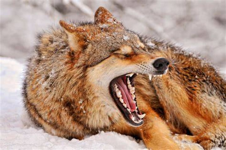 Wolf Yawning
