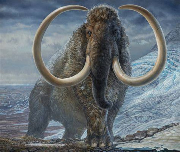Woolly Mammoth Tusk