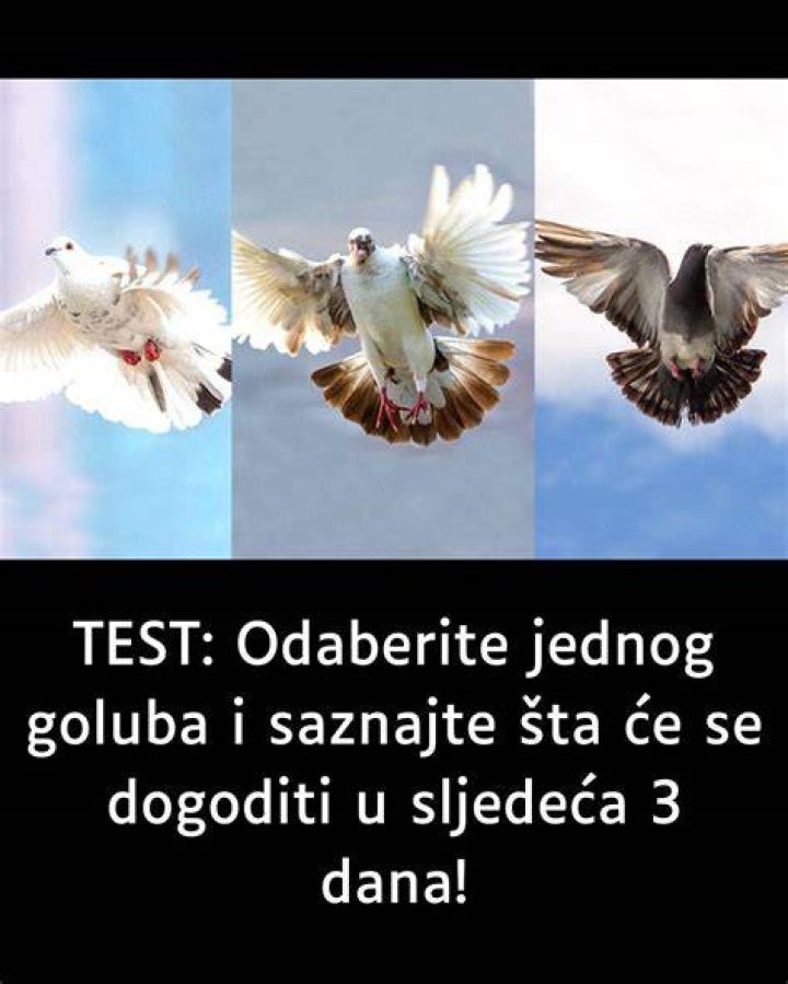 Šta u Bibliji predstavljaju dva goluba?